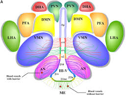 Hypothalamus.