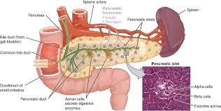 insulin secretion